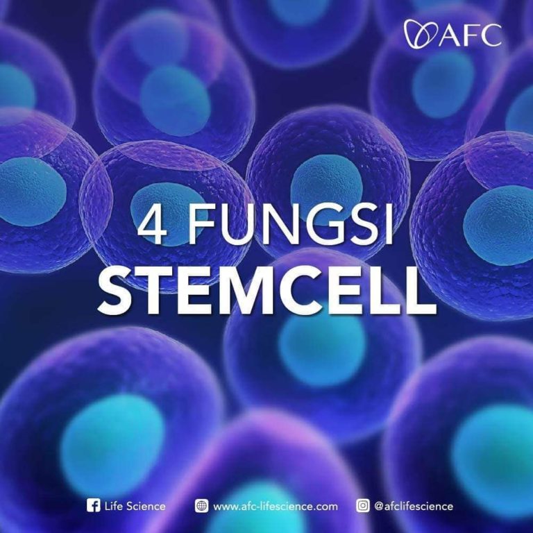 4 Fungsi Stem Cell1