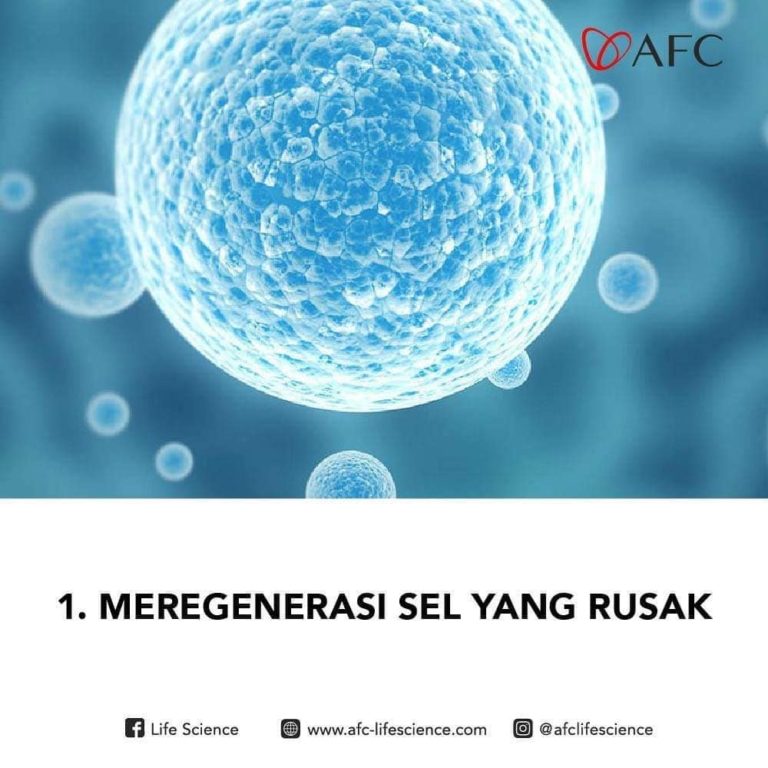 4 Fungsi Stem Cell2