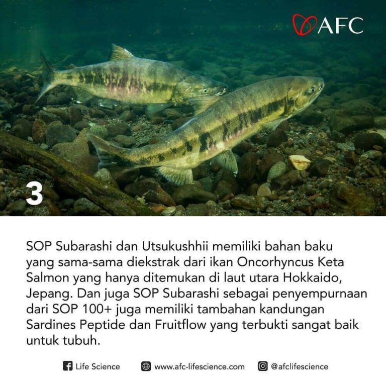 Konsumsi SOP Subarashi dan Utsukushhii3