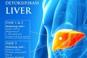 Liver - Detox